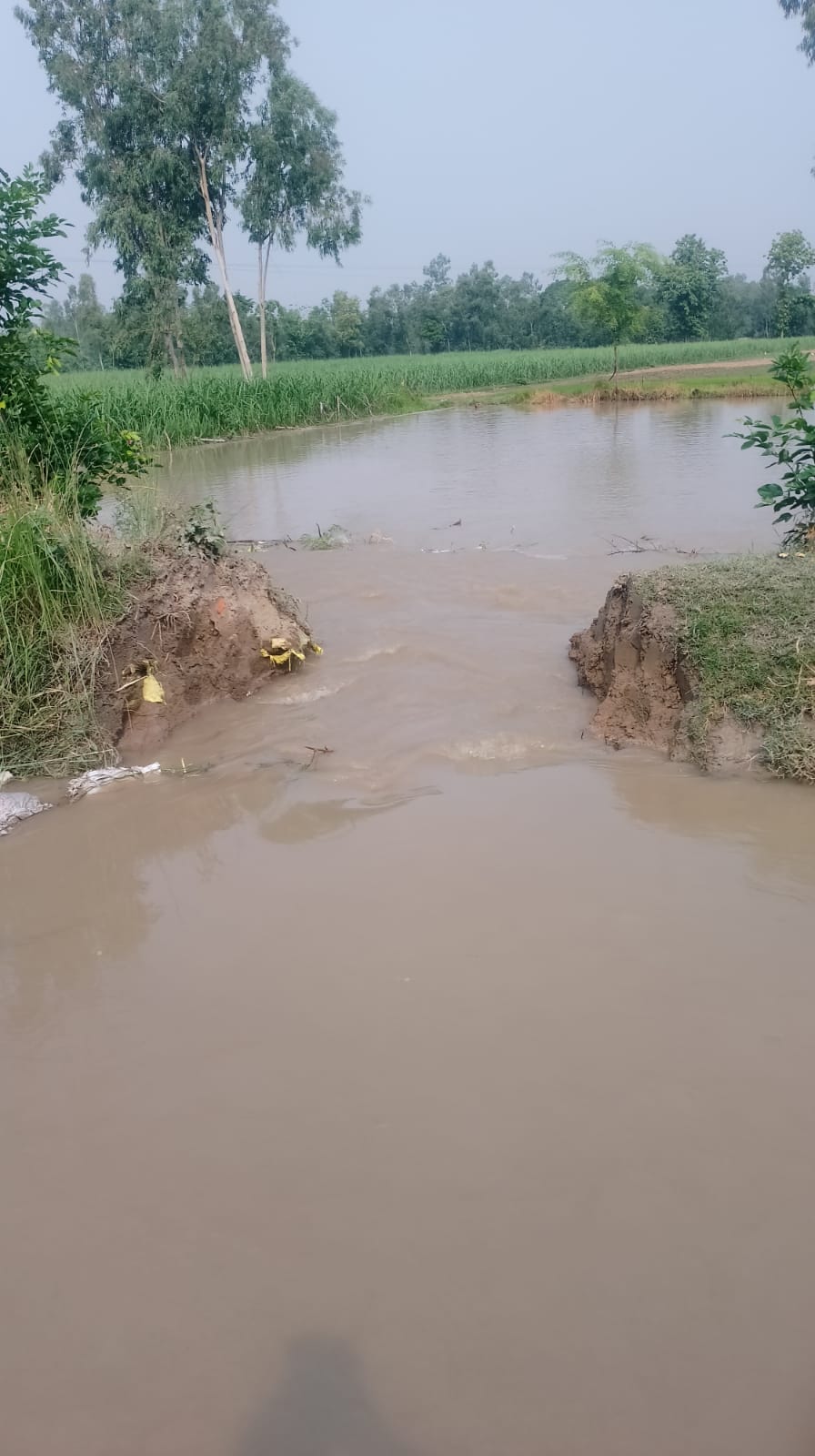 Cut canal for watering water in water chestnut, 150 bigha crop damage caused