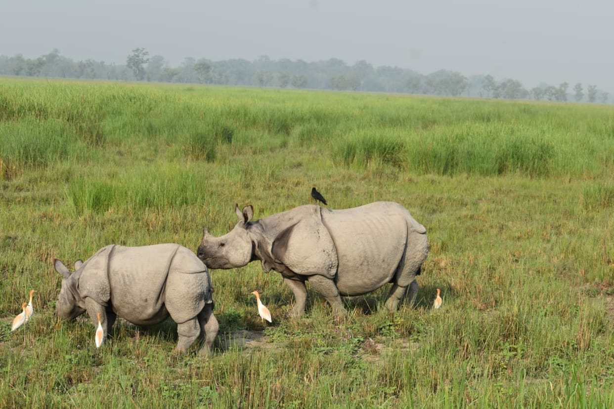 Rhino's natural habitat will be protected in Dudhwa
