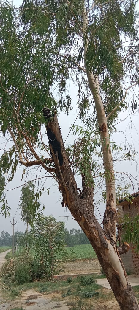 Electricity supply through a line stuck in a tree