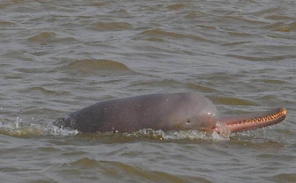 Increased monitoring and patrolling for the safety of dolphins in Ganga