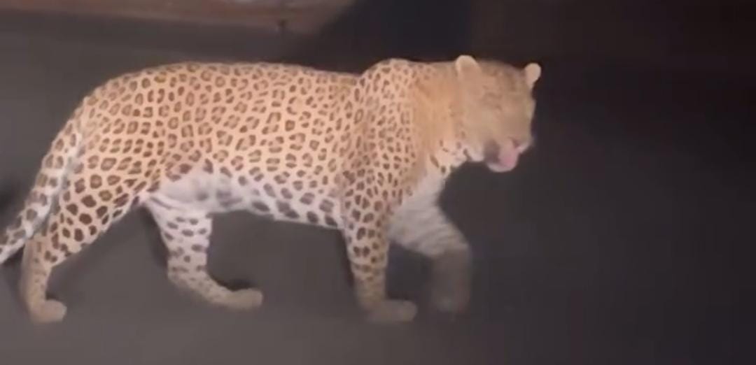 Bahraich: Amidst the fear of wolf, leopard attacked, captured in CCTV camera, forest department confirmed
