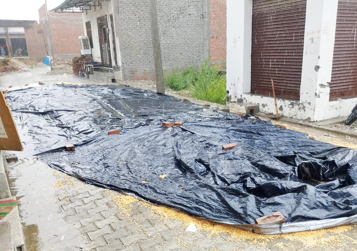 Thousands of quintals of maize got wet in the rain, quality will be affected