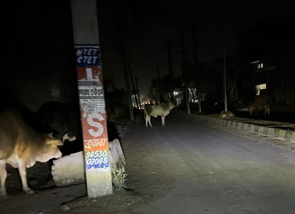 Gathering of helpless animals in markets and streets