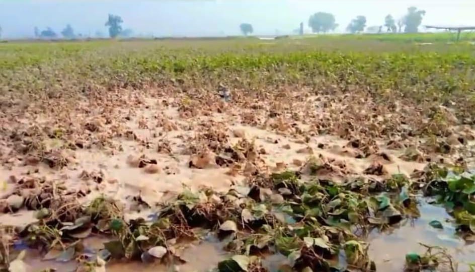 20 feet erosion in Bhakra Canal, crops submerged, bridged after 11 hours