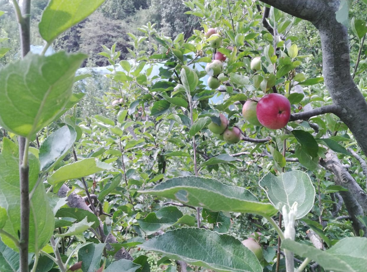 40 percent crop affected, production of 24.47 lakh boxes of apples expected