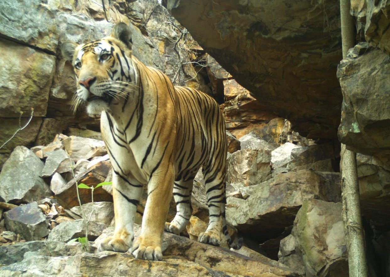 Tiger attack on bike rider in ramnagar
