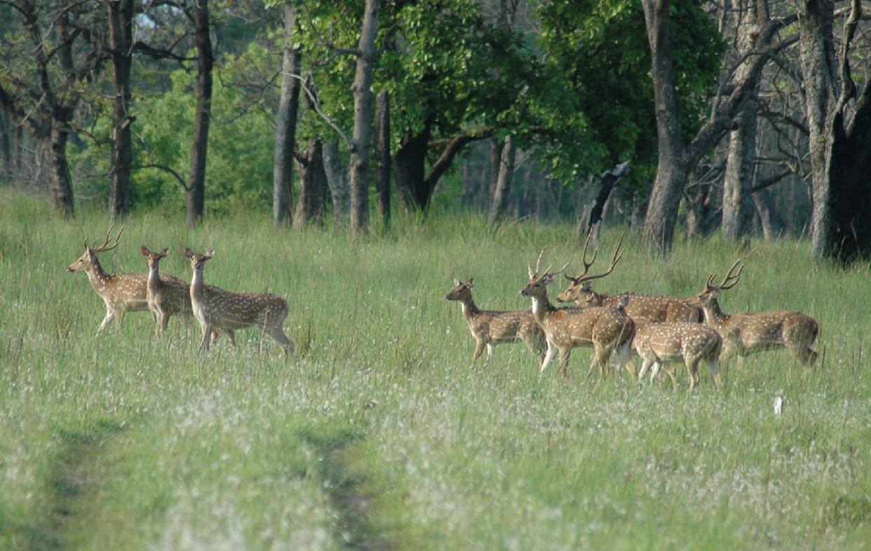 UP government will resettle the people living in the forest