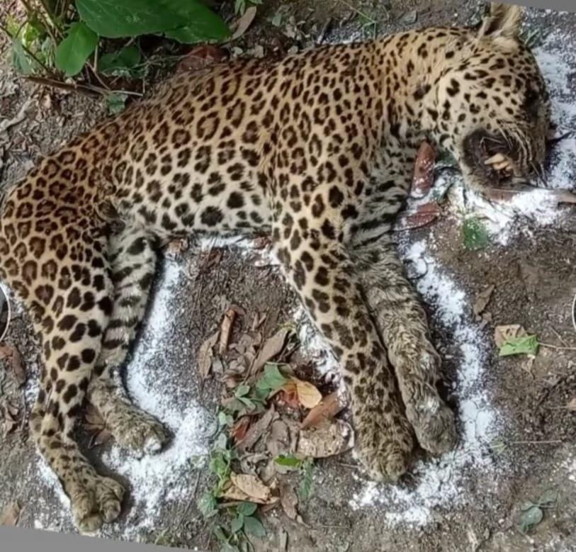 Leopards are not safe in Sohgibarwan