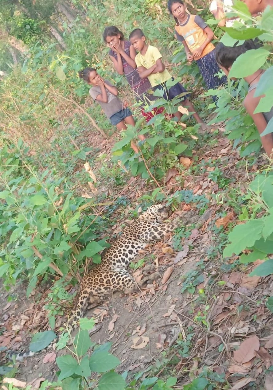 Leopards are not safe in Sohgibarwan