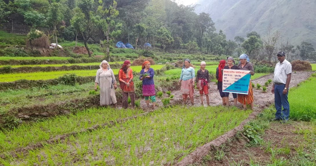 Black paddy was planted in the fields of Baluwakot.