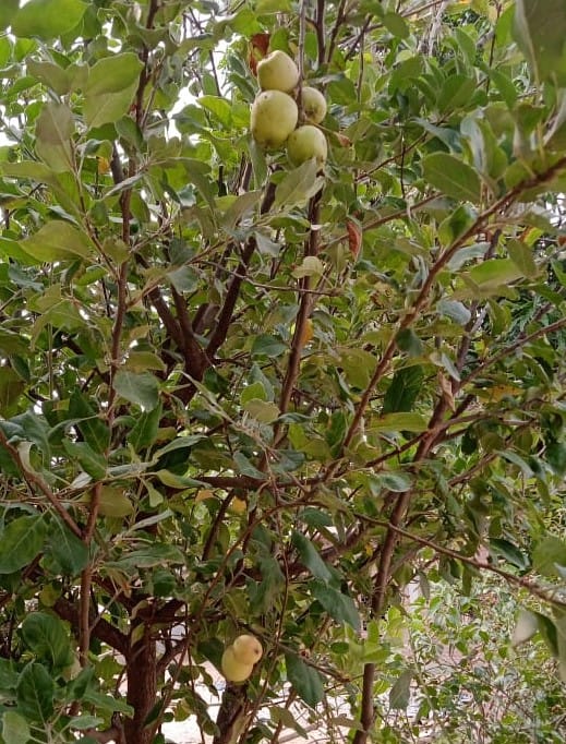 Oh wow, apples are growing in Mazgaon of Banbasa too.