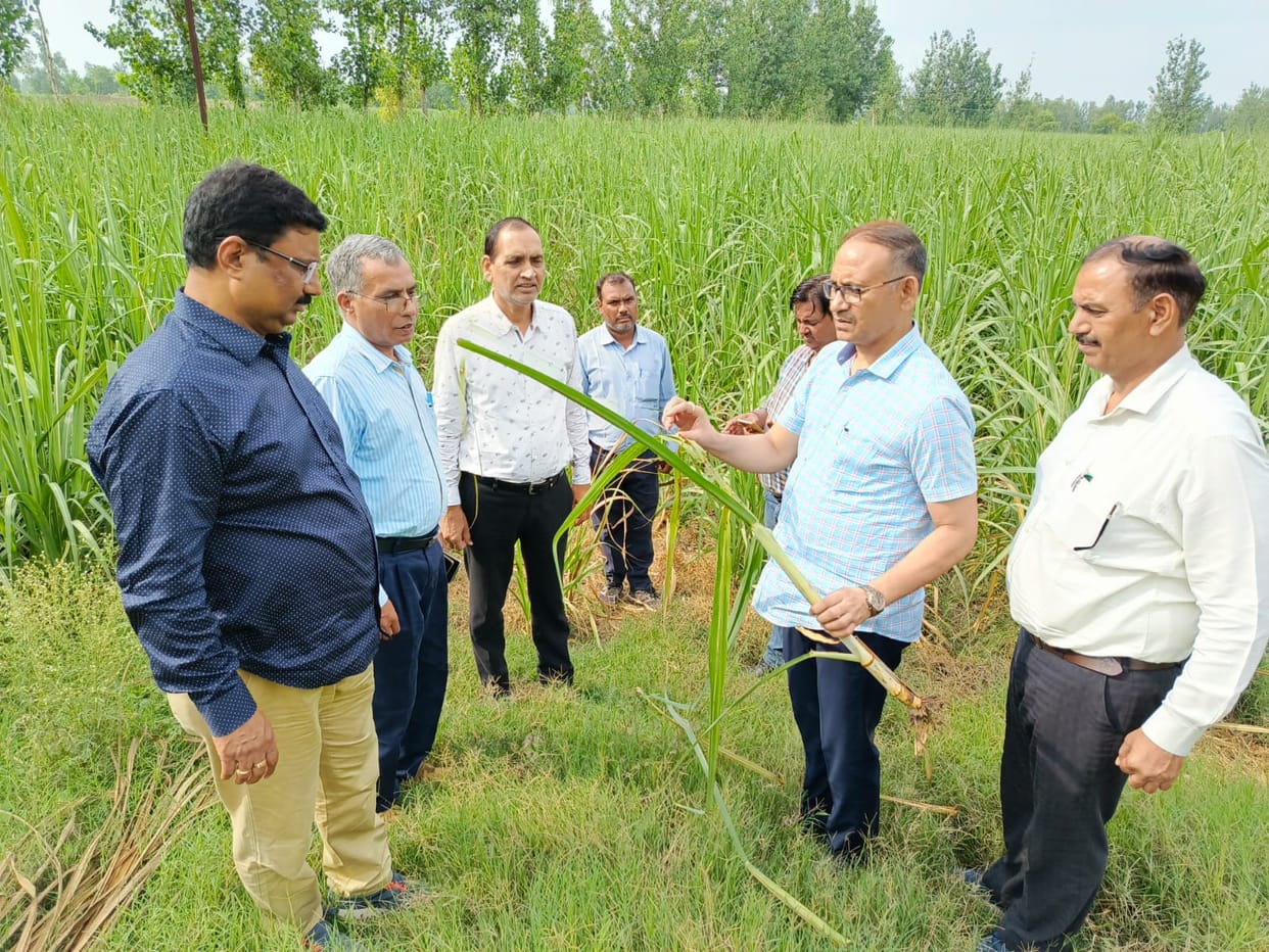 Took stock of the damage caused by pests in sugarcane