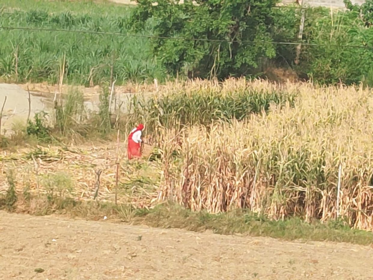 Maize of progressive farmers reached the markets, sowing has not yet started in non-irrigated areas.