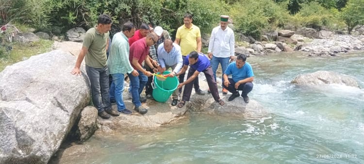 Brown Trout Fish Seeds Put In Pabbar River - Rampur Bushahar News - Rampur Bushahar News:पब्बर नदी में डाला ब्राउन ट्राउट मछली का बीज