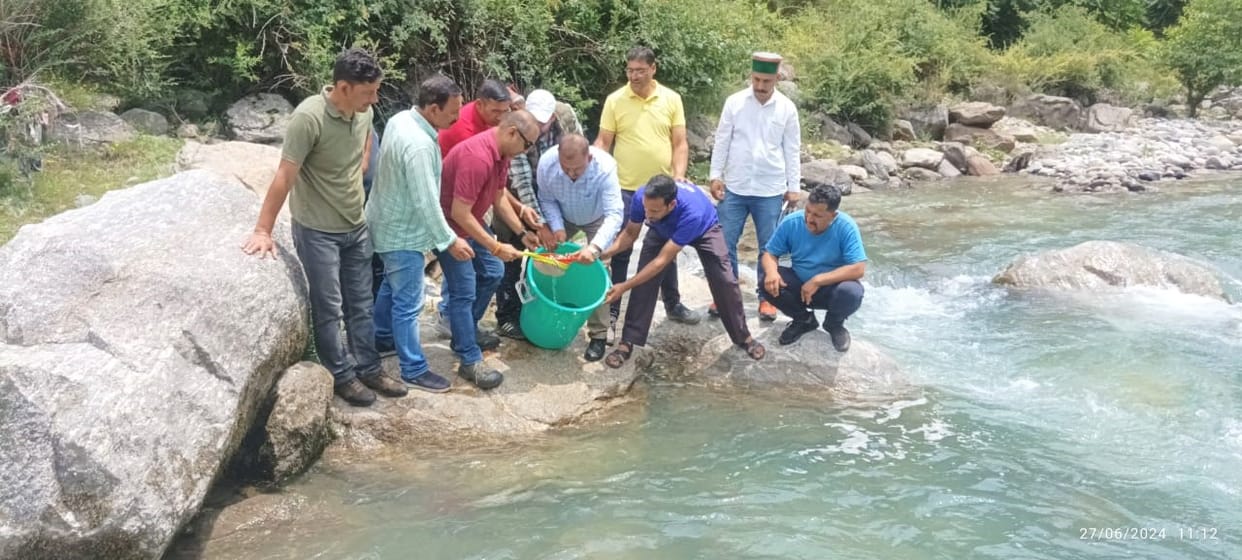 Brown trout fish seeds put in Pabbar river