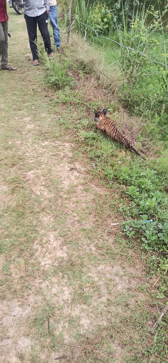 After getting separated from its mother, the tigress's cub reached Bhagatpur village.
