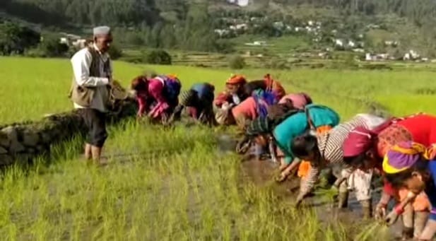 Planting has started in Rai Chhi Simar...