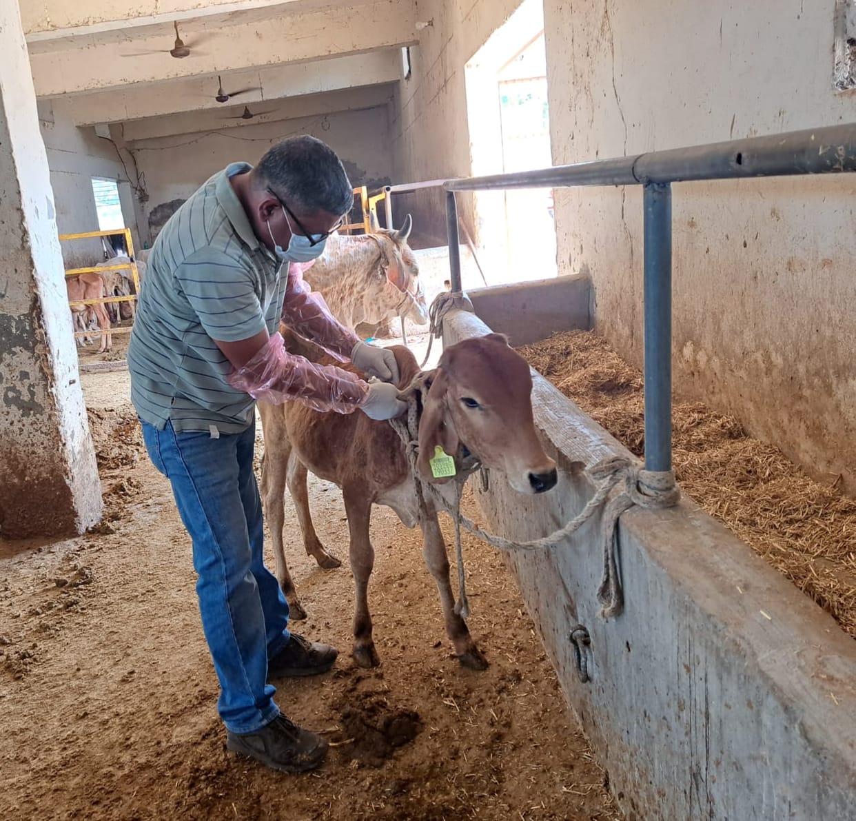 Three thousand animals were vaccinated to control Brucella disease.