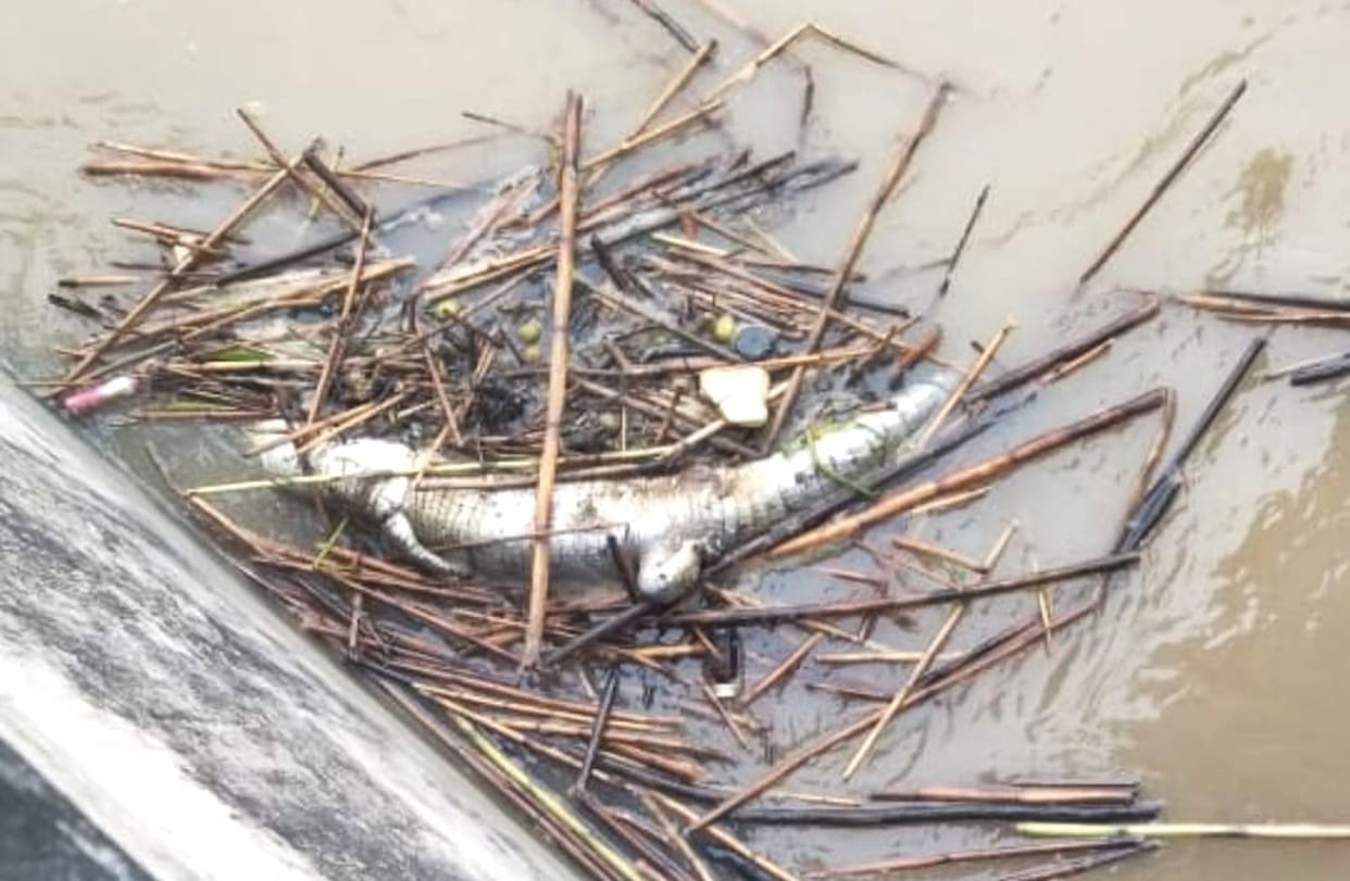 Carcass of a crocodile found floating in Girija Barrage