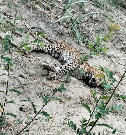 Dead body of leopard cub found in Dhaurahara range