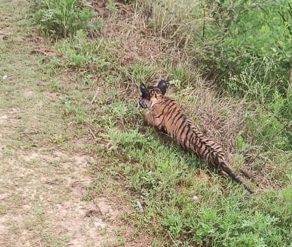 Tigress cub sent to wild animal park Gorakhpur