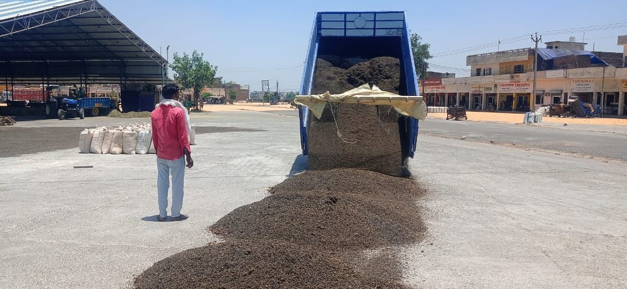 Two lakh 25 thousand 310 quintals more sunflowers were purchased during the one month season, closed from today