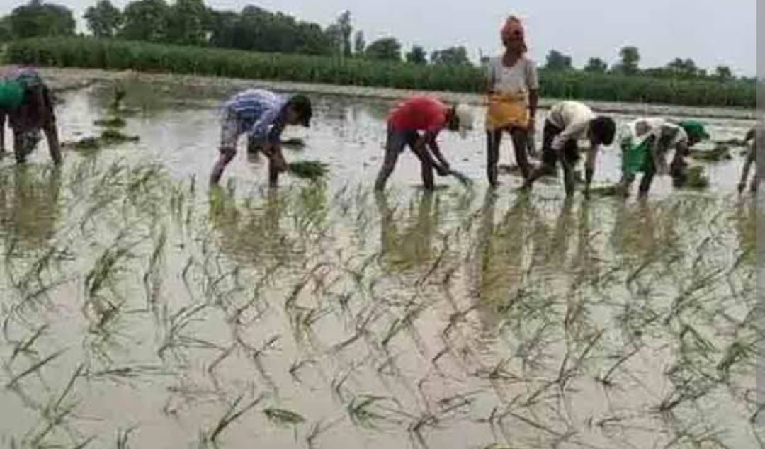 Target to plant paddy crop in 75 thousand hectares