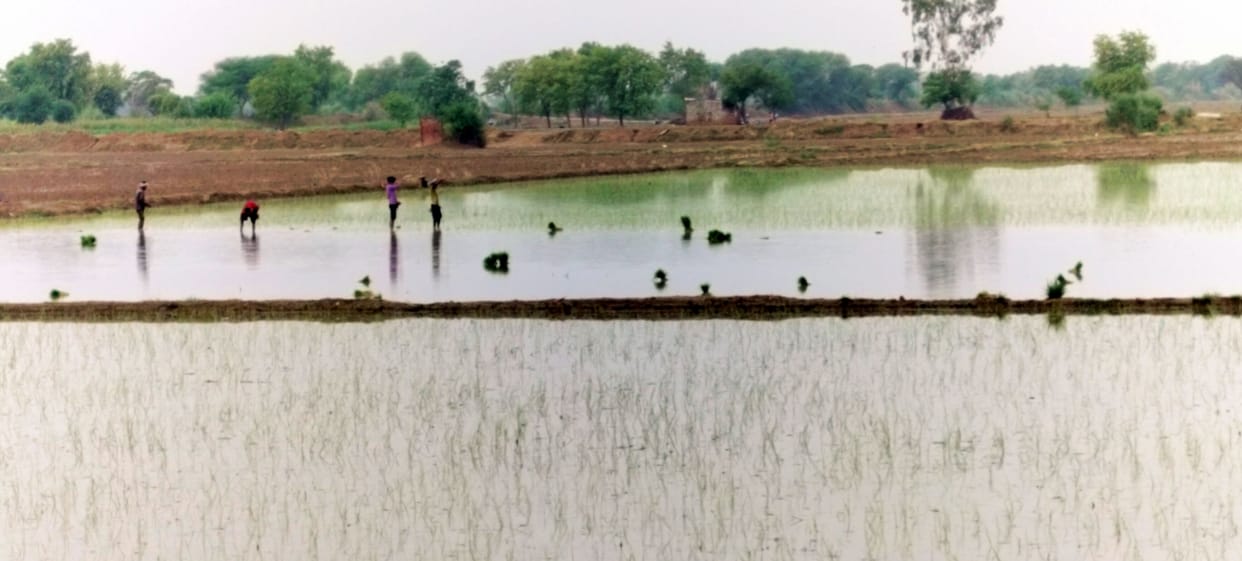 Paddy plantation started after rain