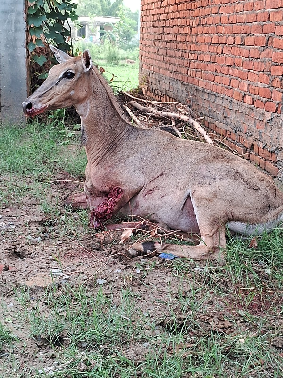 When the forest team did not reach, the injured Nilgai died.