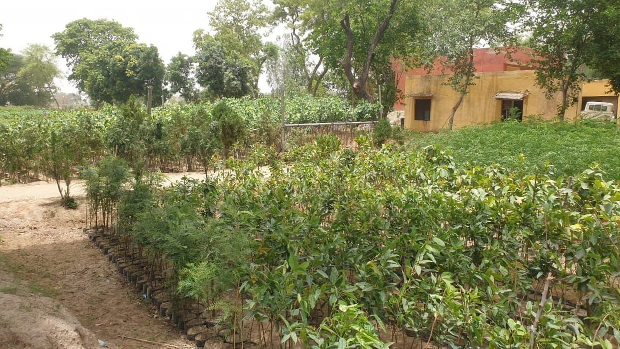 Our district will be filled with green plants with 3 lakh plants, institutions and schools will also cooperate.