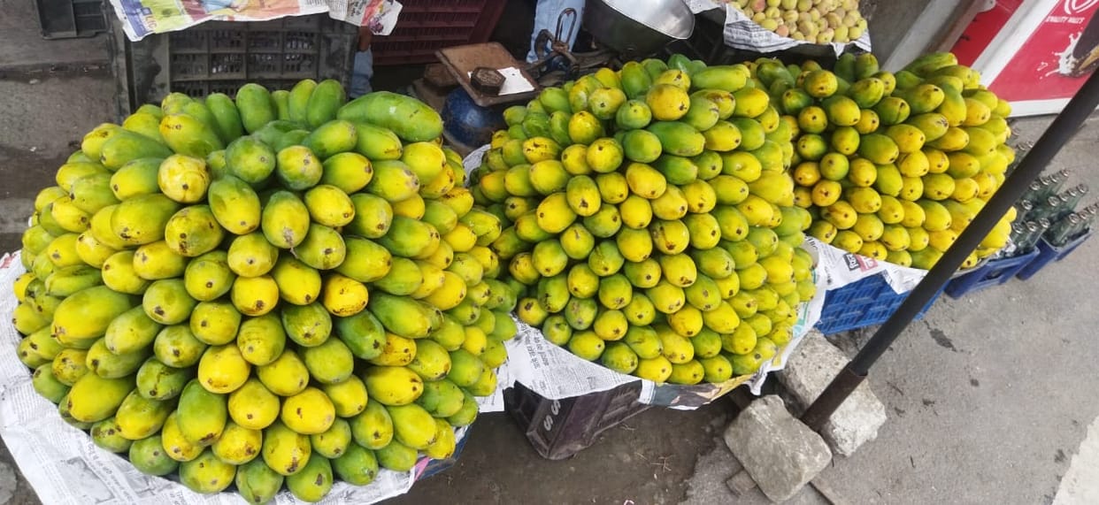 Liquid made from mango seeds will kill bacteria and fungus, UPTTI professor has prepared nano emulsion