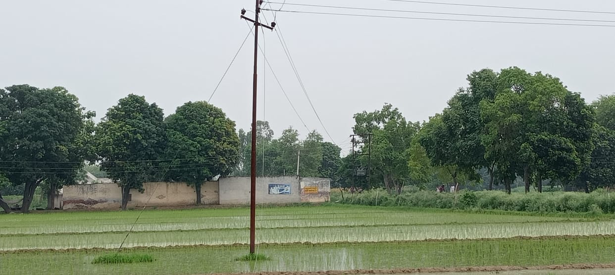 Wire fell in the field, seven women taking out saplings got electrocuted