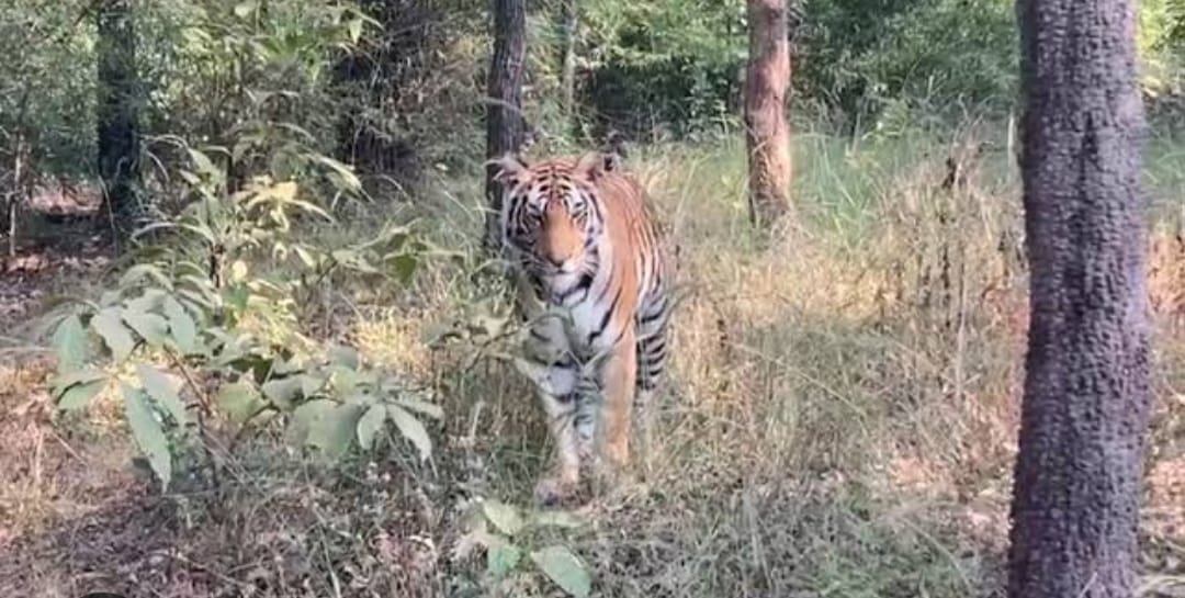 Noradehi Sanctuary closed for three months in damoh