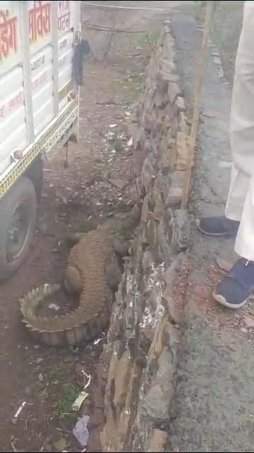6 feet long crocodile came out of the dam and reached the residential area In damoh