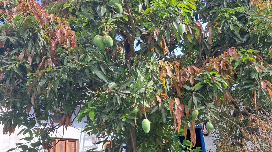 Mangoes are planted at a height of 1760 meters in Gangolihat.