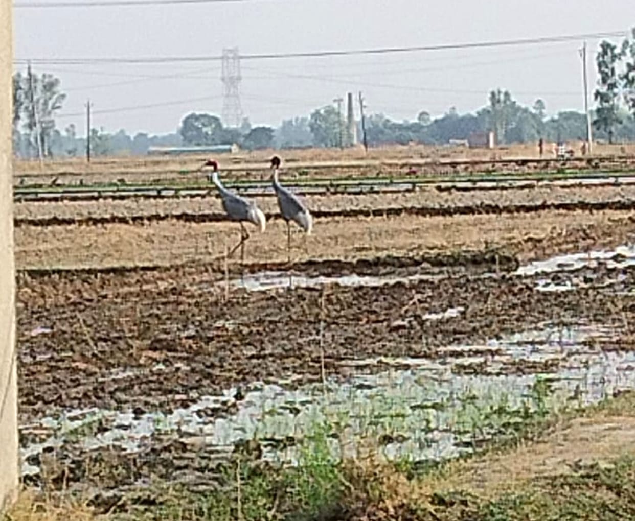 Effect of improvement in wetland, state birds increased