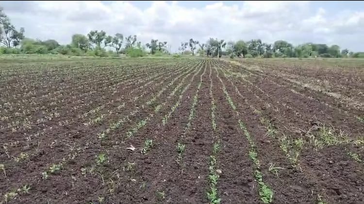 Uttarakhand: राज्य में प्राकृतिक खेती से महकेगी कपूर की खुशबू, किसानों को मिलेगा विकल्प, बढ़ेगी आमदनी