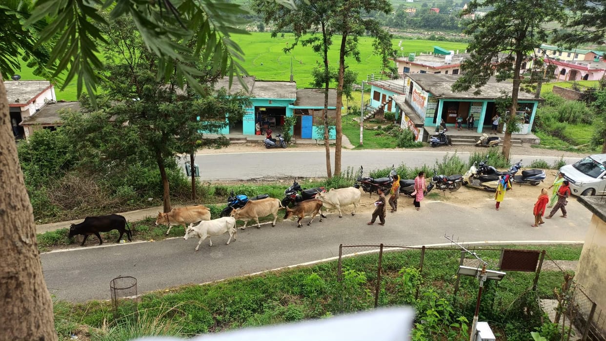 Distressed women reached Tehsil Diwas with abandoned animals