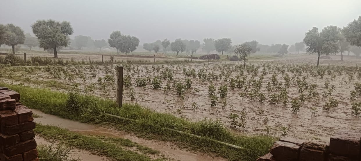 4 mm rain in the city and 40 mm in the villages, crops benefited