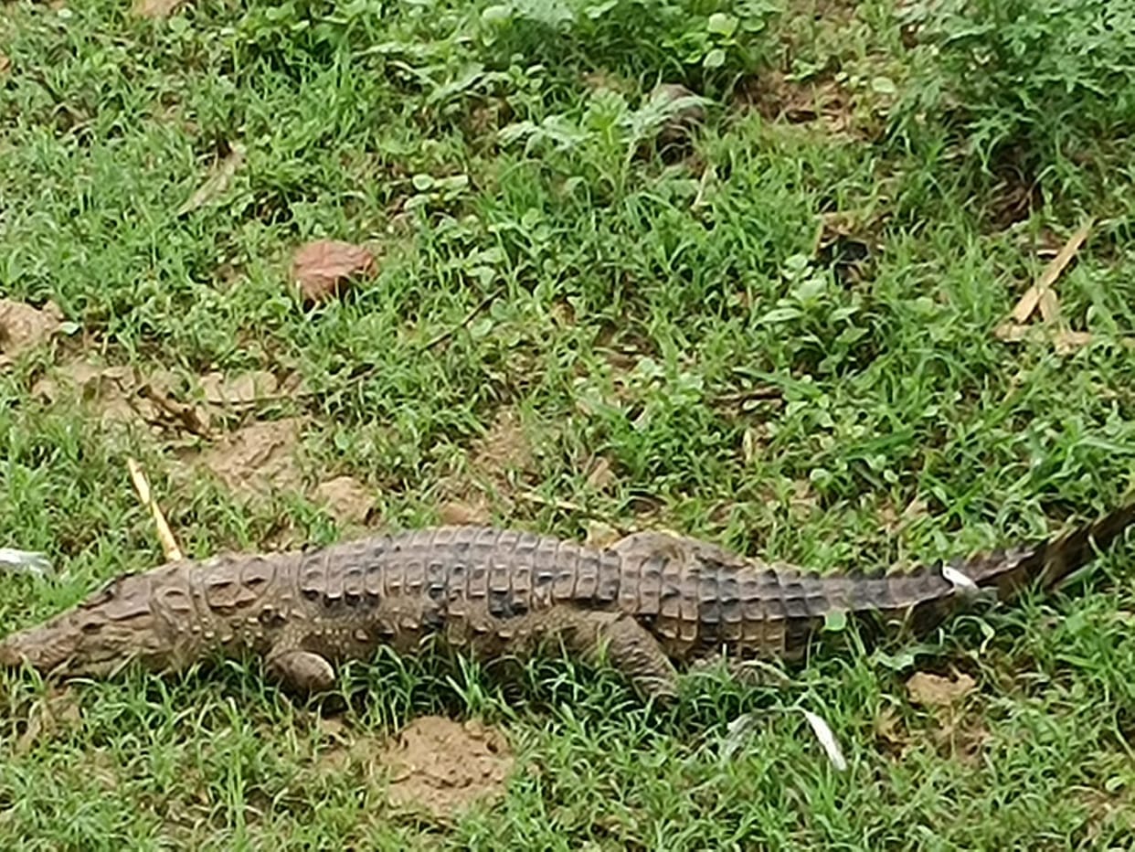 In Chhitani of Kushinagar, a crocodile bit off private part an old man who had gone to defecate, he is serious