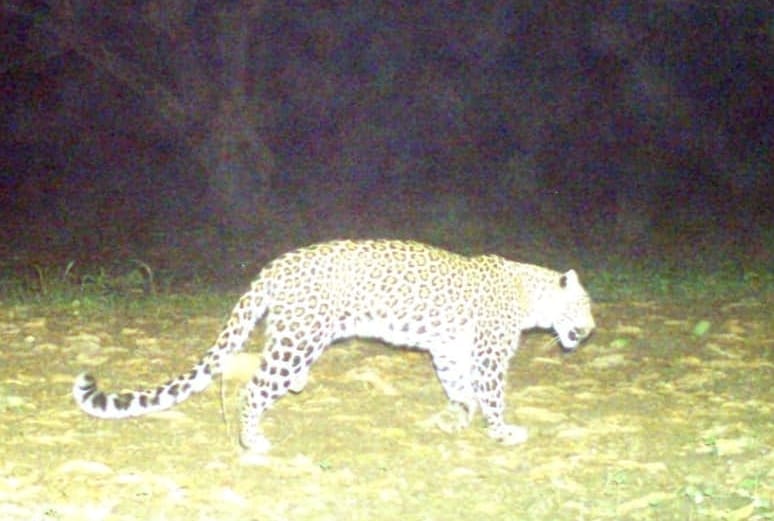 leopard carried away a five-year-old child playing in the courtyard of a house in Rikhanikhal
