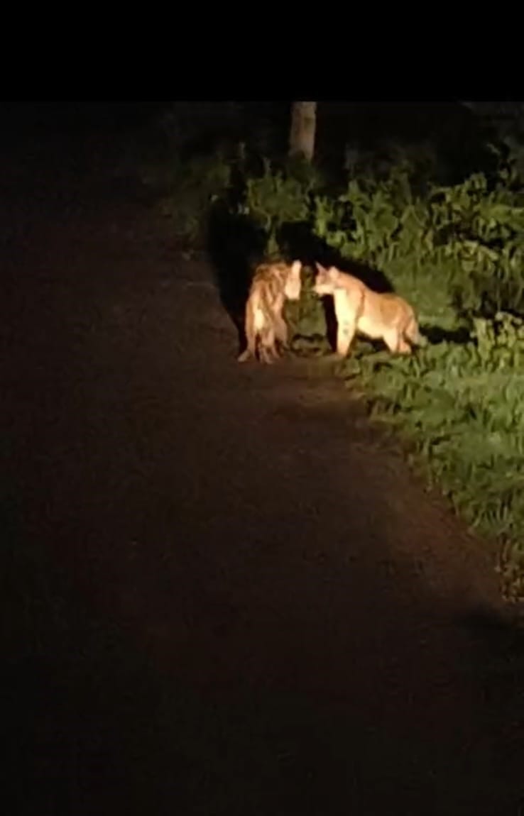 Claim of seeing leopard again, video goes viral on social media