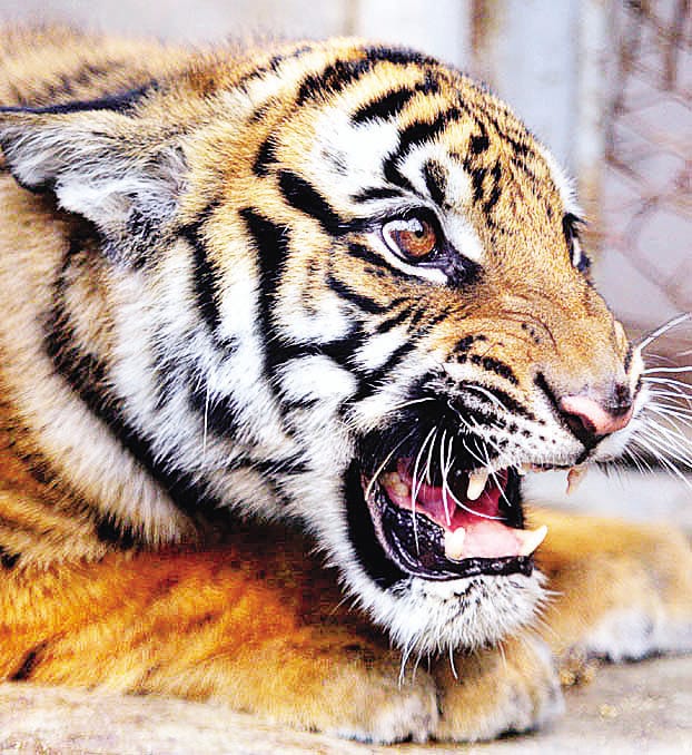 Tiger attacks bike riding teacher, injured
