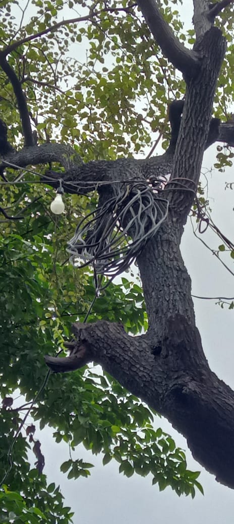 Electricity supply is being done by tying the broken pole to a tree.