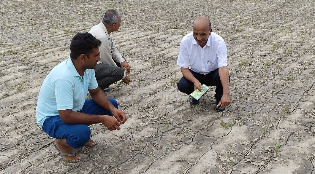 Direct sowing of paddy will save 30 percent water