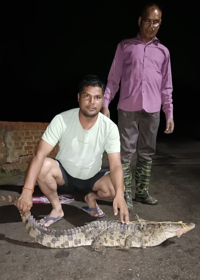 Three crocodiles came into the populated area, created chaos
