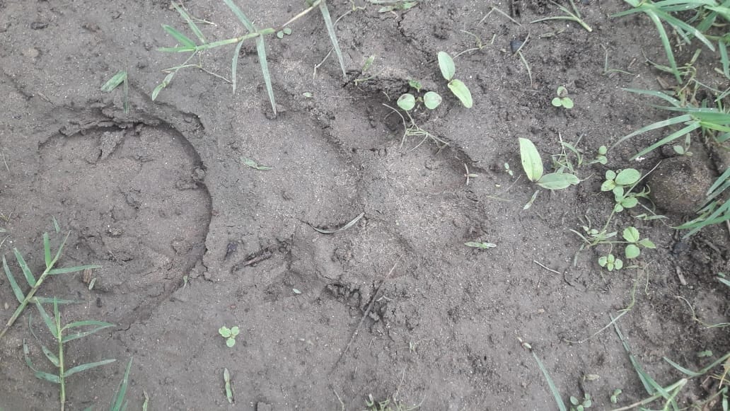 The tiger entered the cattle shed and took away the calf.