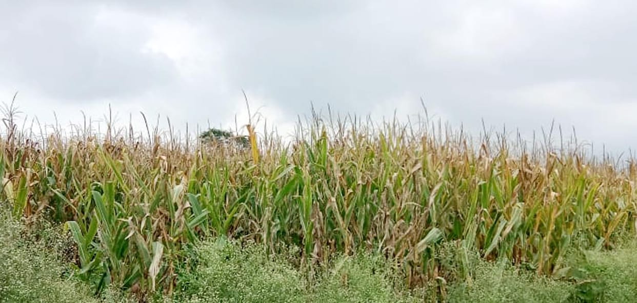Uttar Pradesh government is trying to increase income of farmers through maize and potato cultivation