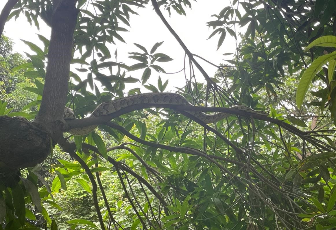 People scared after seeing python on tree in garden