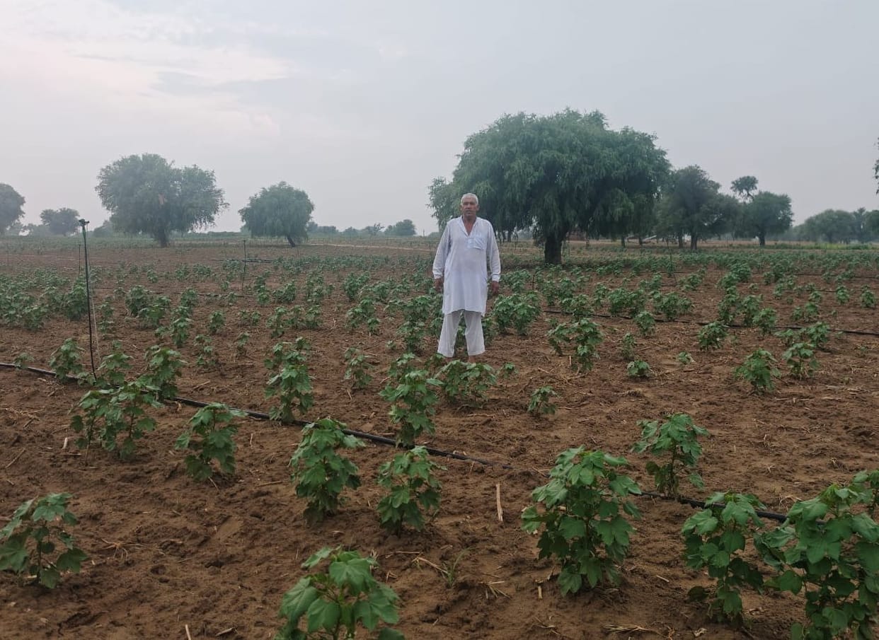 Cotton sowing area reduced by 20 thousand hectares, department will prepare report and send it to headquarters